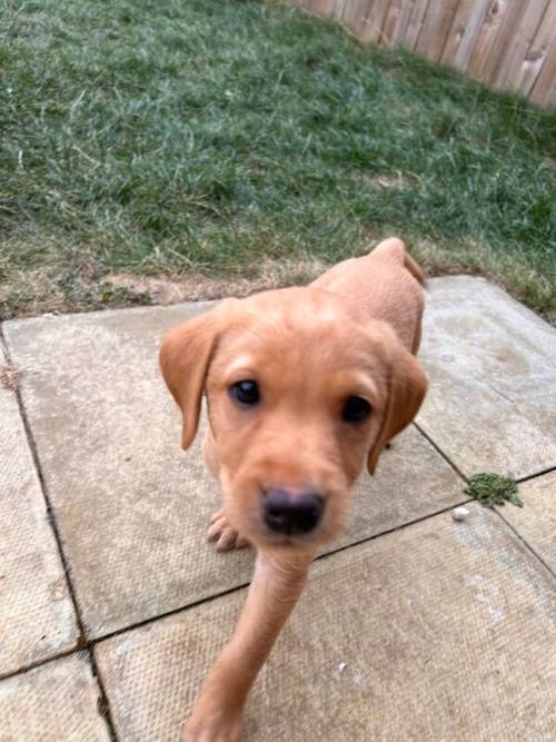 KC registered 7 week old fox red and black puppies for sale in East Riding of Yorkshire - Image 10