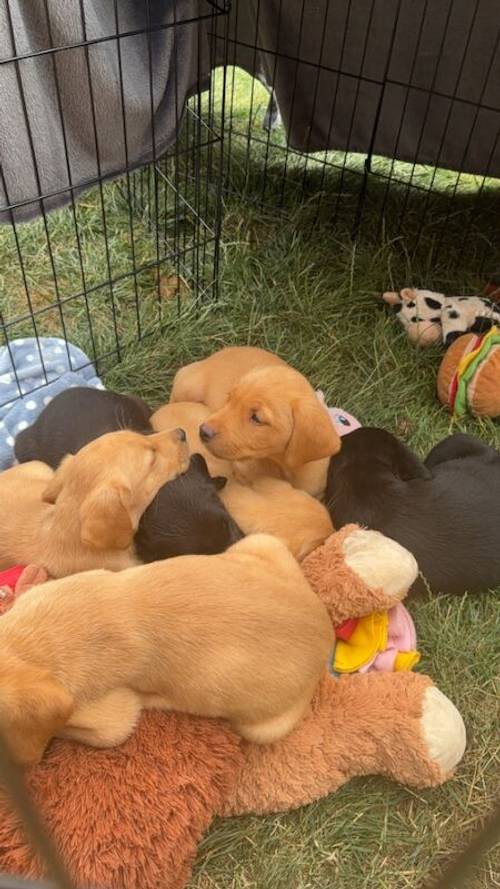 KC registered 7 week old fox red and black puppies for sale in East Riding of Yorkshire - Image 11