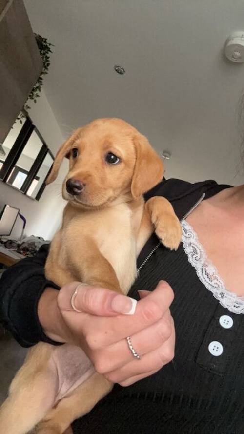 KC registered 7 week old fox red and black puppies for sale in East Riding of Yorkshire - Image 13