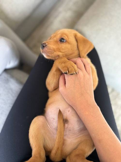 KC registered 7 week old fox red and black puppies for sale in East Riding of Yorkshire - Image 15