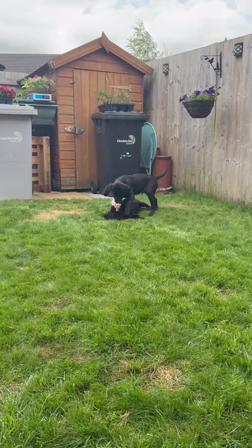 KC Registered and Health Tested Black Labradors for sale in Holmes Chapel, Cheshire