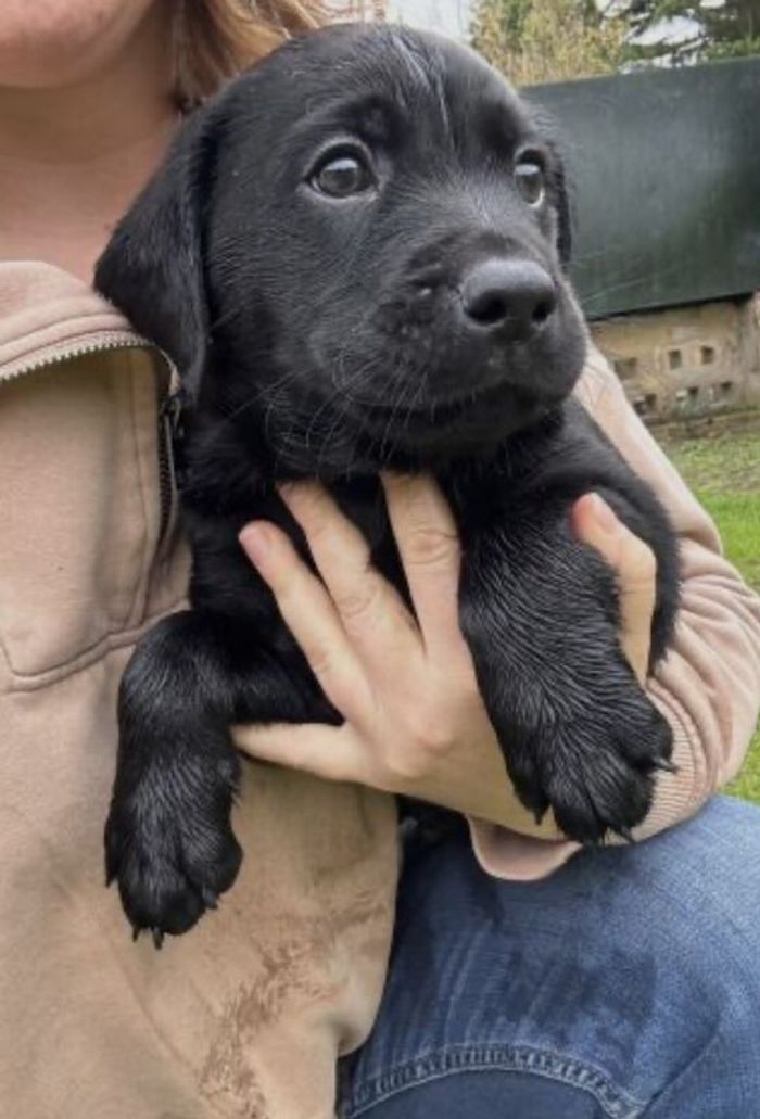 Labrador Retriever puppies for sale in Terrington St John, Norfolk – KC registered, 3 months old