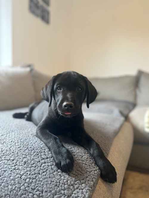 KC registered Black & Fox red Labrador puppies for sale in East Riding of Yorkshire