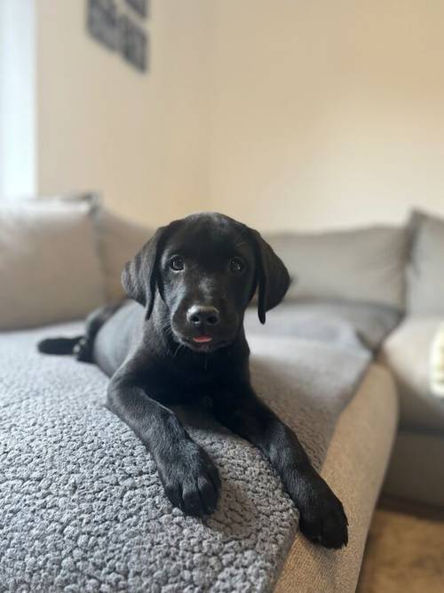 KC registered Black & Fox red Labrador puppies for sale in East Riding of Yorkshire - Image 1