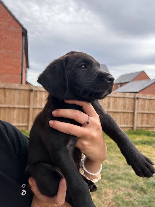 KC registered Black & Fox red Labrador puppies for sale in East Riding of Yorkshire - Image 2