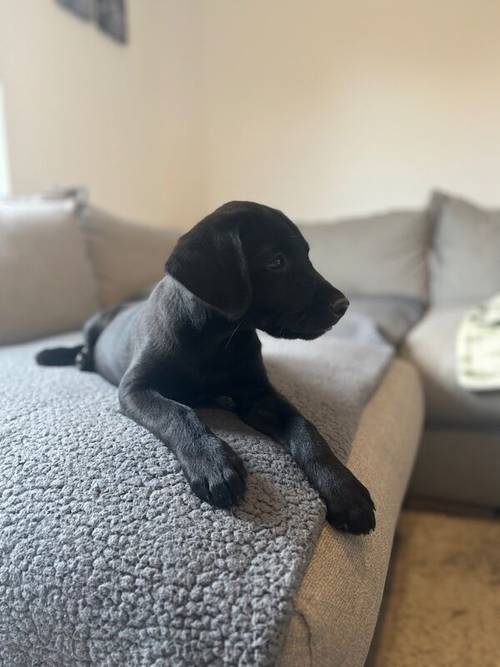 KC registered Black & Fox red Labrador puppies for sale in East Riding of Yorkshire - Image 3