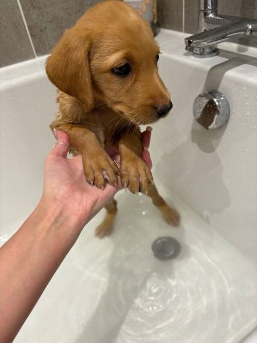 KC registered Black & Fox red Labrador puppies for sale in East Riding of Yorkshire - Image 5