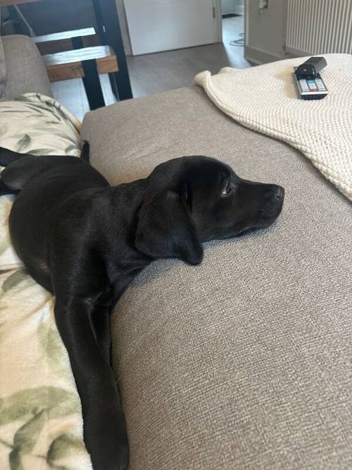 KC registered Black & Fox red Labrador puppies for sale in East Riding of Yorkshire - Image 6