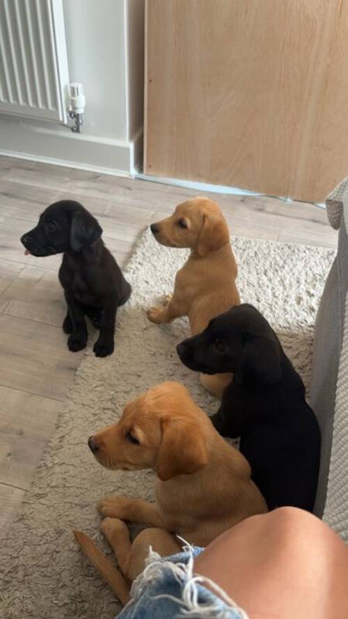 KC registered Black & Fox red Labrador puppies for sale in East Riding of Yorkshire - Image 7