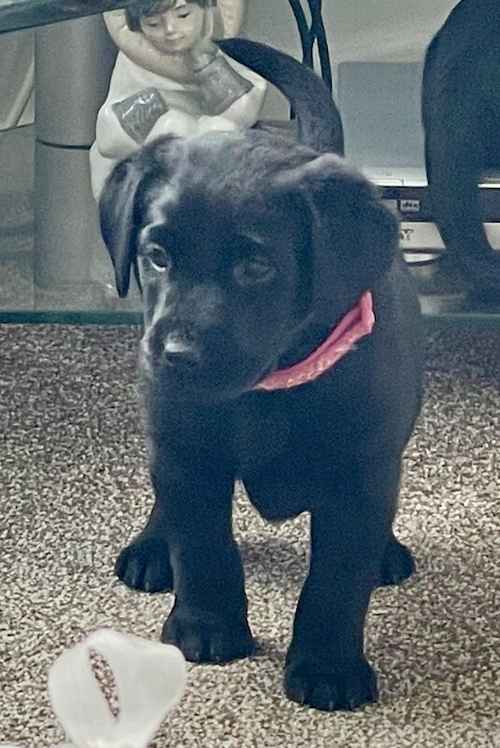 KC Registered Black Labrador for sale in Oldham, Greater Manchester