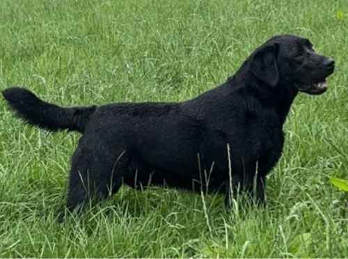 Fully Health Tested & DNA Tested KC Registered Labrador Retriever Stud for sale in Launceston, Cornwall