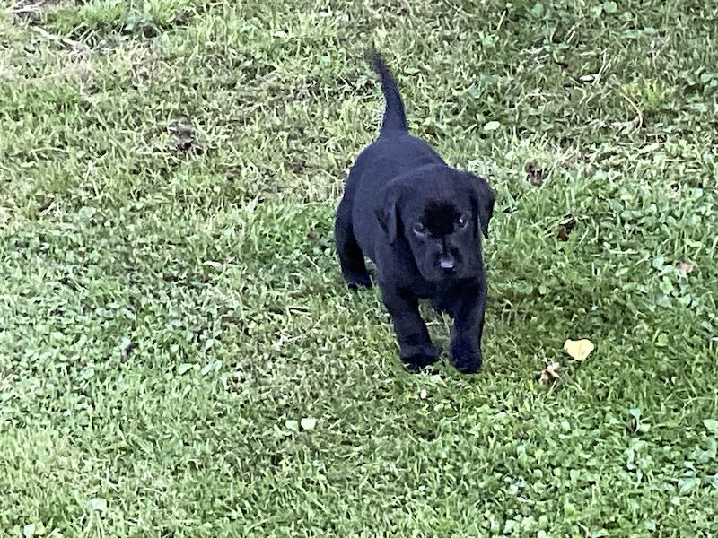 KC Registered Black Labrador Puppies For Sale in Saxmundham, Suffolk