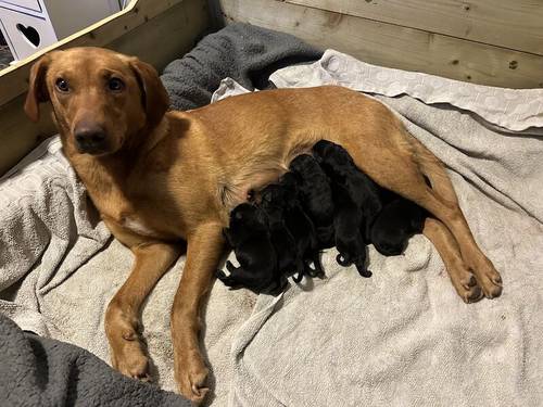 KC Registered Black Labrador Puppies for sale in Aberdeenshire - Image 1