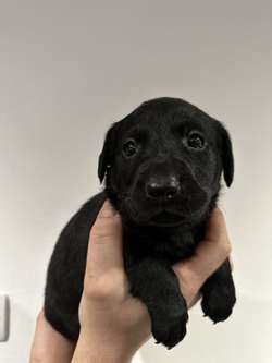 KC Registered Black Labrador Puppies for sale in Aberdeenshire | Image 2