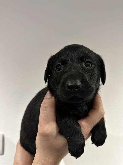 KC Registered Black Labrador Puppies for sale in Aberdeenshire - Image 2