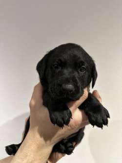 KC Registered Black Labrador Puppies for sale in Aberdeenshire | Image 3