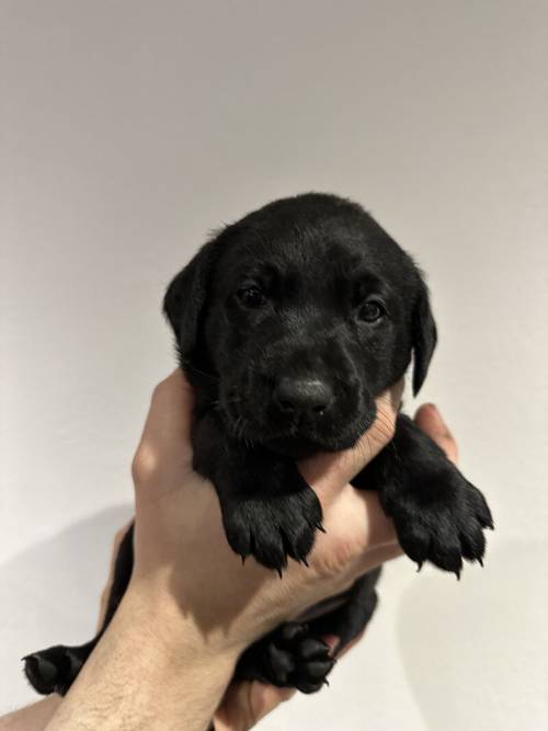 KC Registered Black Labrador Puppies for sale in Aberdeenshire - Image 3