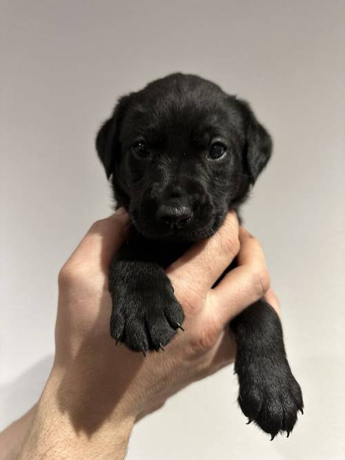 KC Registered Black Labrador Puppies for sale in Aberdeenshire - Image 4