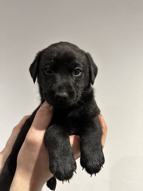 KC Registered Black Labrador Puppies for sale in Aberdeenshire - Image 5