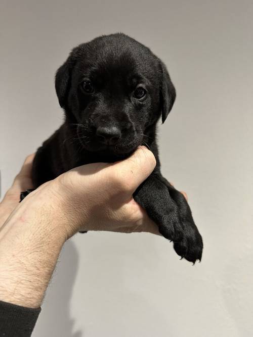 KC Registered Black Labrador Puppies for sale in Aberdeenshire - Image 6