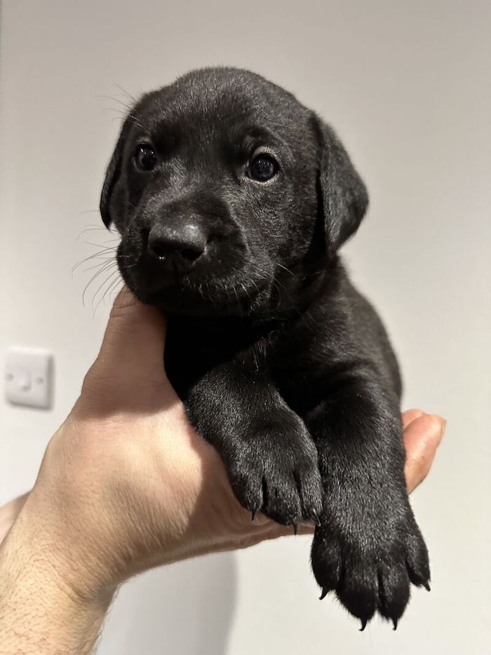 Labrador Retriever puppies for sale in Aberdeenshire – KC registered, 1 year old - Image 7 of 9