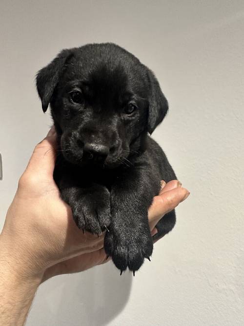 KC Registered Black Labrador Puppies for sale in Aberdeenshire - Image 8