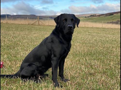 KC Registered Black Labrador Puppies for sale in Aberdeenshire - Image 9