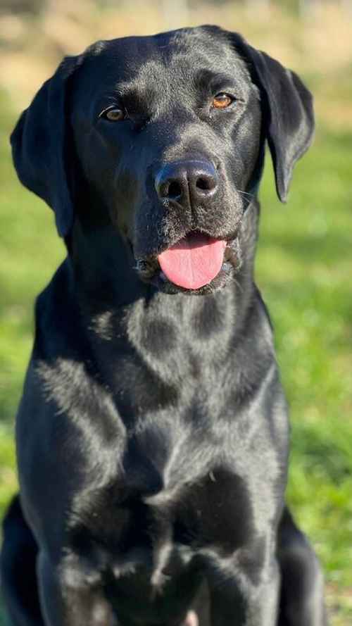 KC registered black Labrador puppies for sale in Inverness, Highland