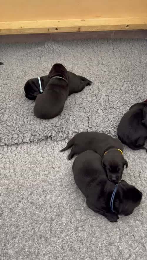 KC registered black Labrador puppies for sale in Inverness, Highland