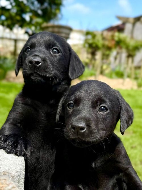 KC Registered Black Labrador Puppies for sale in Newton Abbot, Devon