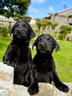 KC Registered Black Labrador Puppies for sale in Newton Abbot, Devon | Image 2