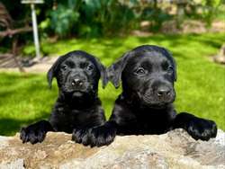 KC Registered Black Labrador Puppies for sale in Newton Abbot, Devon | Image 3