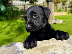 KC Registered Black Labrador Puppies for sale in Newton Abbot, Devon | Image 4