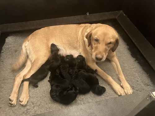 KC Registered Black Labrador Puppies For Sale in Wakefield, West Yorkshire