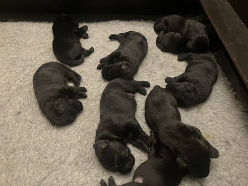 KC Registered Black Labrador Puppies For Sale in Wakefield, West Yorkshire - Image 2