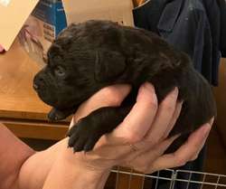 KC Registered Black Labrador Puppies For Sale in Wakefield, West Yorkshire | Image 3
