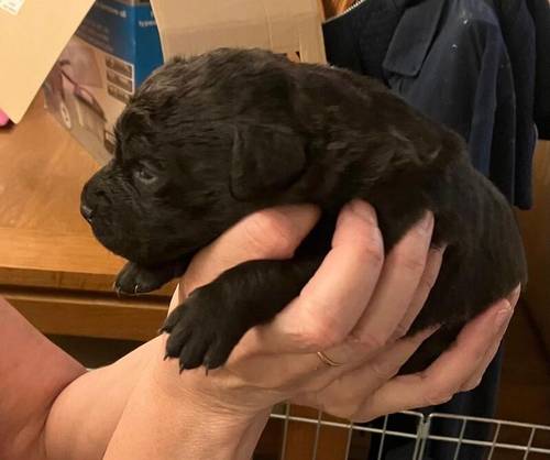 KC Registered Black Labrador Puppies For Sale in Wakefield, West Yorkshire - Image 3