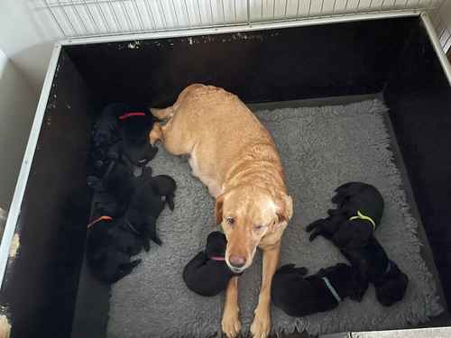 KC Registered Black Labrador Puppies For Sale in Wakefield, West Yorkshire