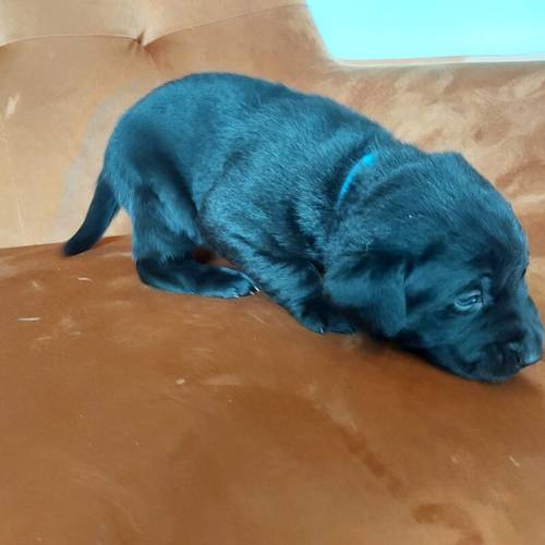 KC Registered Black Labrador Puppies, Now all reserved. for sale in Winsford, Cheshire - Image 3