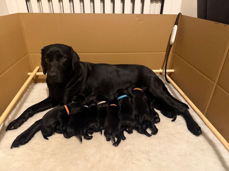 🐾 KC Registered 🐾Black Labrador Puppies – Working Lines 🐾