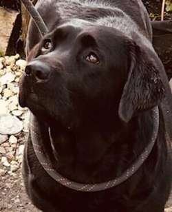 KC Registered Black Labrador Pups for Sale in Addiewell, West Lothian | Image 2