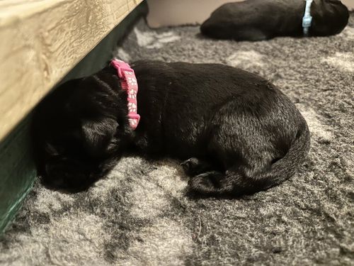 KC Registered Black Labrador Retriever Puppies for sale in Southwark, Greater London