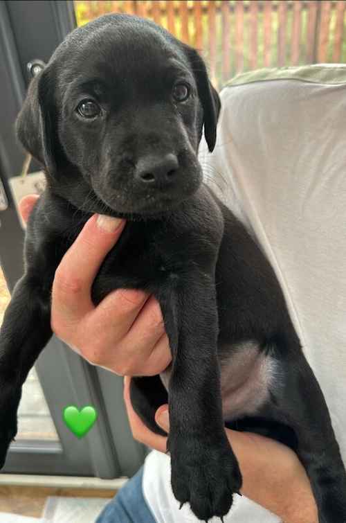 KC registered black labs for sale in North Ayrshire