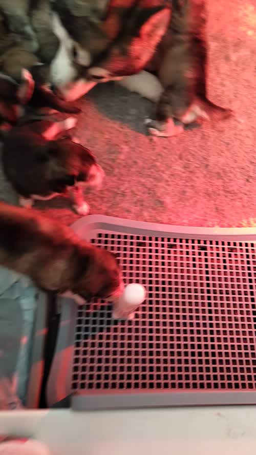 KC Registered Champion Alaskan Malamute puppies for sale in Bathgate, West Lothian