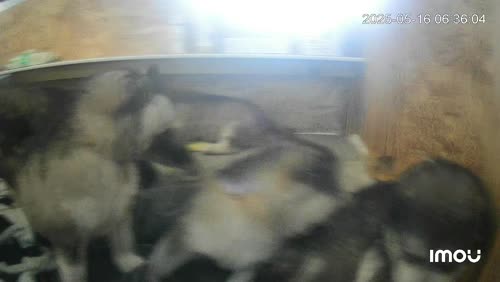 KC Registered Champion Alaskan malamute puppies for sale in Bathgate, West Lothian