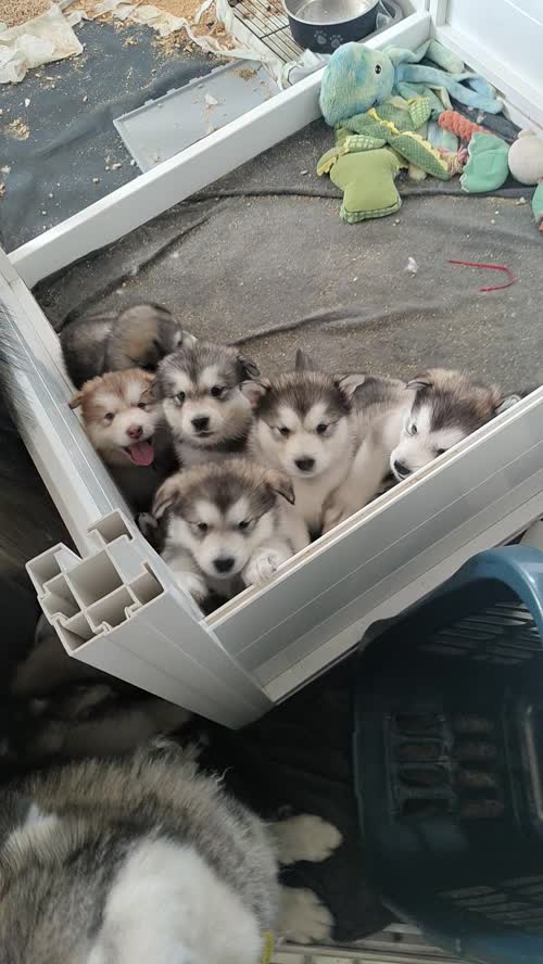 KC Registered Champion Alaskan malamute puppies for sale in Bathgate, West Lothian