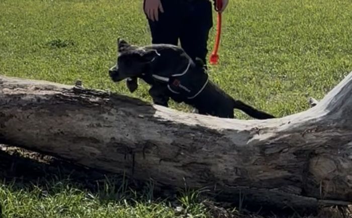 Labrador Retriever puppies for sale in Thetford, Norfolk – KC registered, 7 months old