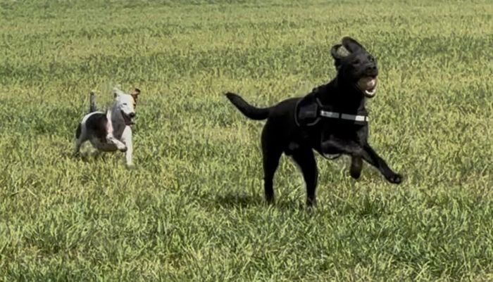 Labrador Retriever puppies for sale in Thetford, Norfolk – KC registered, 8 months old - Image 3 of 6