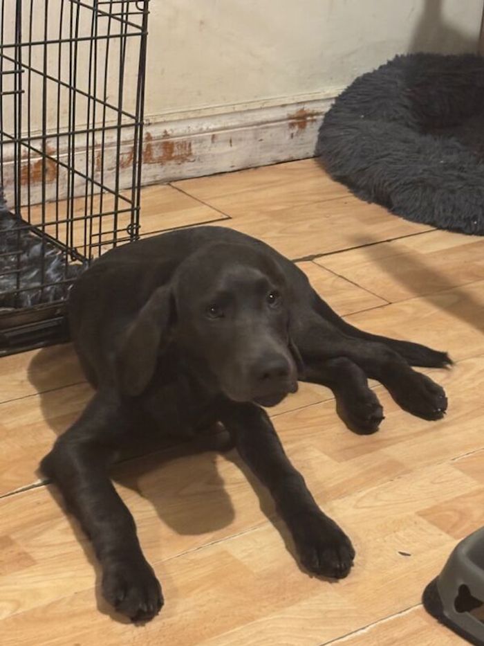 Labrador Retriever puppies for sale in Thetford, Norfolk – KC registered, 8 months old - Image 4 of 6
