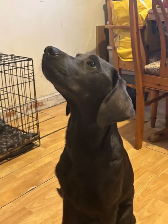 Labrador Retriever puppies for sale in Thetford, Norfolk – KC registered, 8 months old - Image 5 of 6